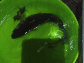 如何掌握蹲点钓鱼的技巧？有哪些有效方法？
