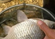 丹江春季野钓鲫鱼技巧有哪些？如何提高钓鱼成功率？