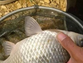 丹江春季野钓鲫鱼技巧有哪些？如何提高钓鱼成功率？