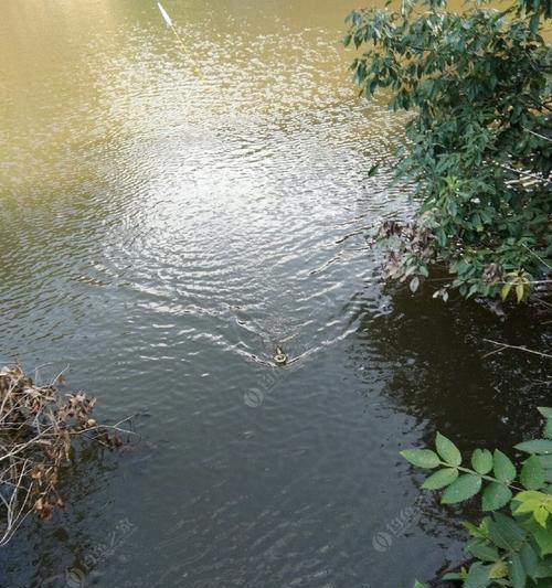 白露抛竿钓鲢鳙技巧（掌握正确的抛竿姿势，提高钓鲢鳙的效果）  第1张