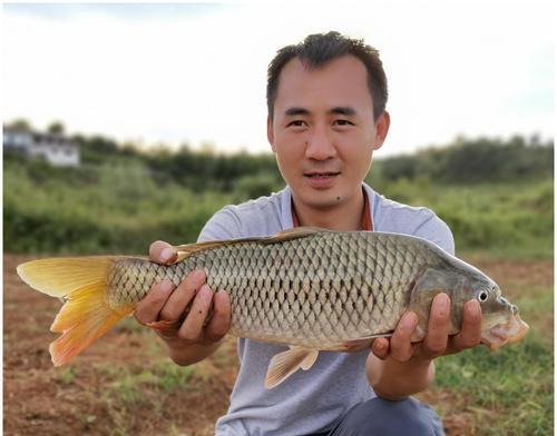 秋冬白天野钓鲤鱼技巧（提高成功率，享受钓鱼乐趣）  第1张