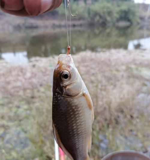 白条钓鱼调漂技巧教学（掌握调漂技巧，提升钓鱼成功率）  第1张