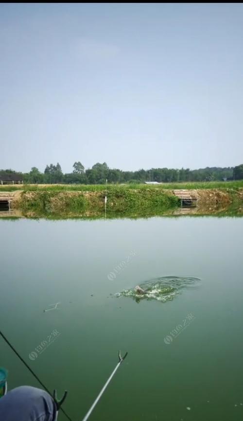 半米水深台钓技巧（掌握半米水深下的台钓技巧，提高钓鱼效果）  第1张