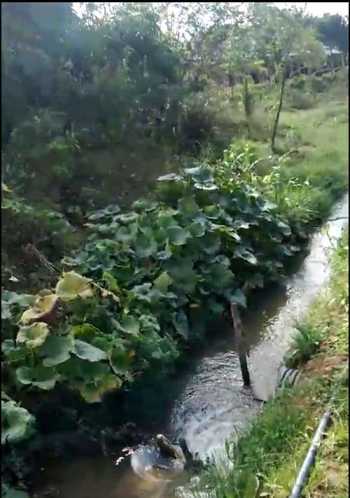 菜地水沟钓鱼的技巧与乐趣（水中世界的惊喜等你发现）  第3张