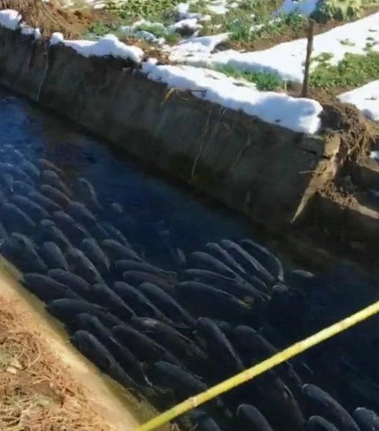 菜地小河沟钓鱼技巧（掌握钓鱼技巧，乐享菜地小河沟的钓鱼乐趣）  第3张