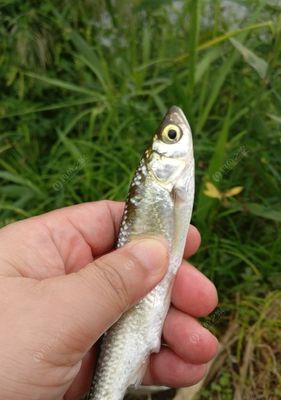 餐条钓鱼技巧教程（掌握关键细节，提升钓鱼成功率）  第3张