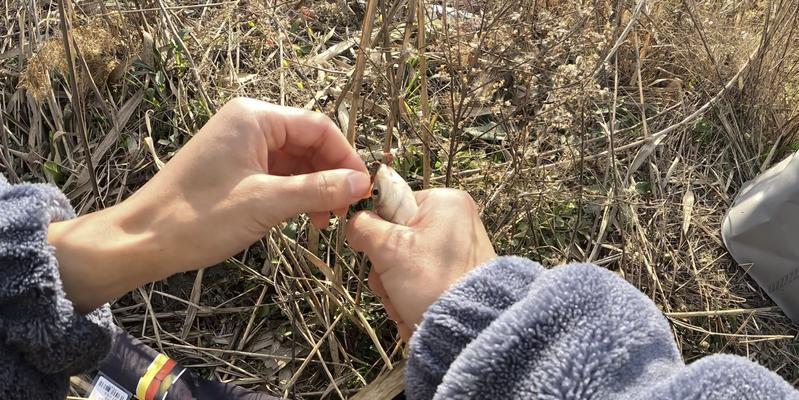 冬天草丛钓鱼技巧（冬季草丛钓鱼的成功关键在于细节把握）  第3张