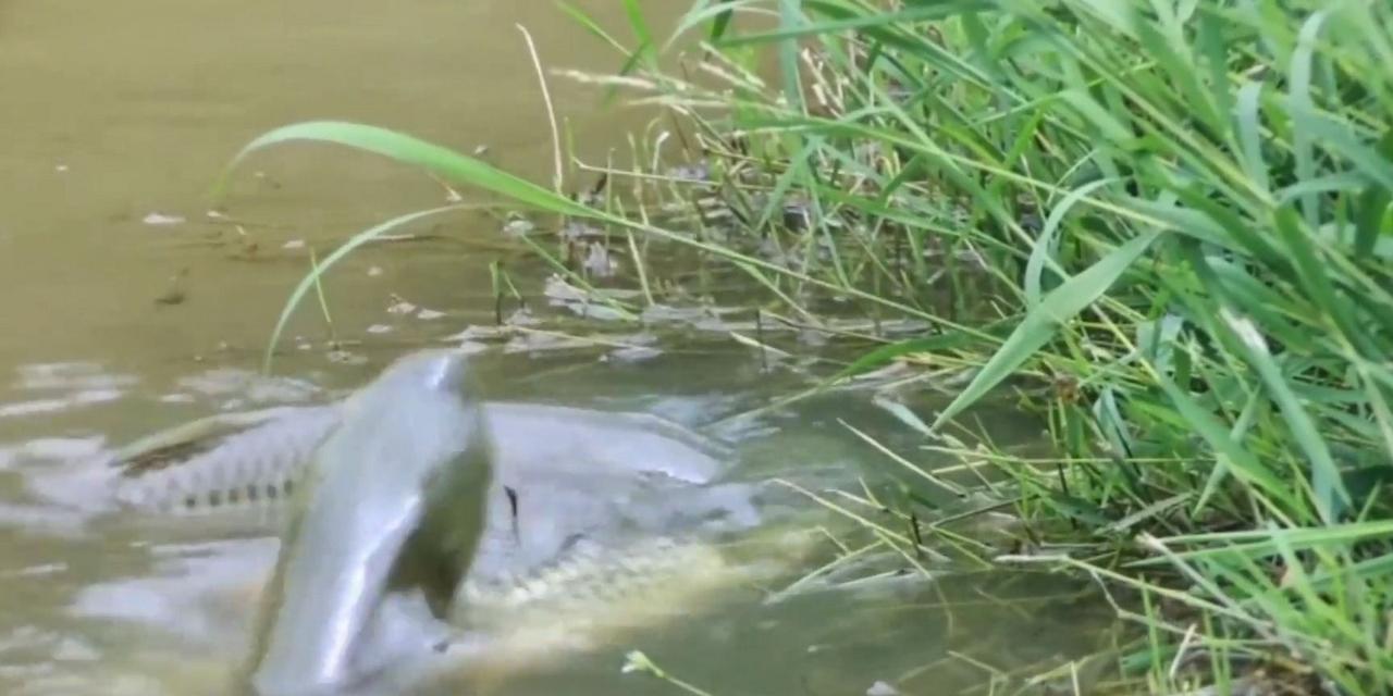 草鱼钓浮小技巧（掌握这些技巧，提高钓浮草鱼的成功率！）  第3张