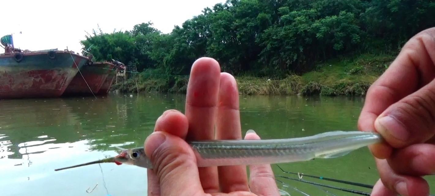 插竿钓浮鱼的正确方法和技巧（钓浮鱼，技巧拾趣指点精髓）  第3张