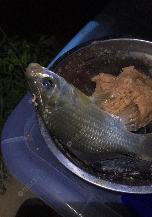 初秋水库夜钓鲫鱼技巧（挑选合适的饵料和位置，成功钓获丰盛的夜晚收获）  第2张