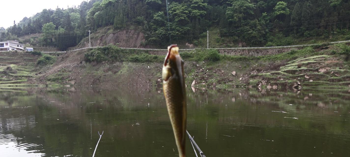 初秋野钓技巧（掌握这些技巧，轻松享受初秋的钓鱼乐趣）  第2张