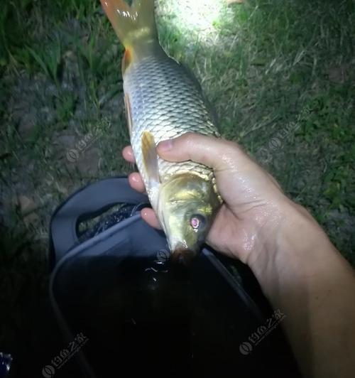 初秋夜钓鲤鱼技巧，掌握调漂诀窍（野外夜晚夹竿垂钓，成功率大增）  第3张