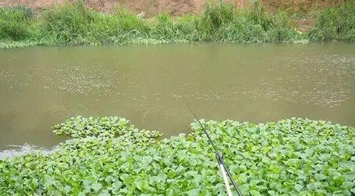 初夏钓鲤鱼技巧（四海钓鱼，助你畅享初夏鲤鱼盛宴）  第3张