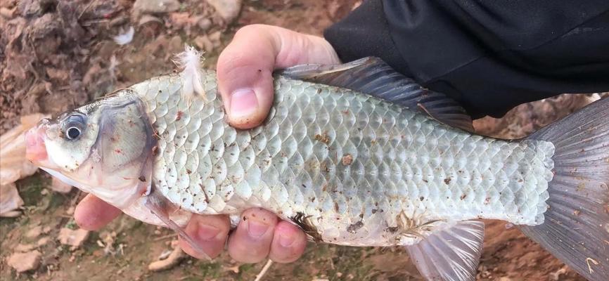 初夏江河钓鱼技巧（挥竿垂钓江河之间的乐趣）  第3张