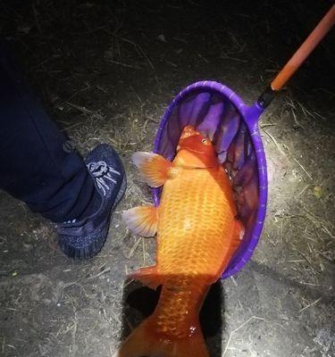 初夏水库夜钓鲤鱼的绝佳技巧和方法（享受初夏夜晚，掌握钓鲤鱼的诀窍）  第2张