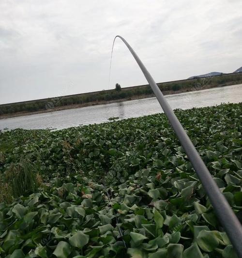 广东初夏咸淡水钓鱼技巧（探秘广东初夏咸淡水钓鱼的窍门和技巧）  第1张