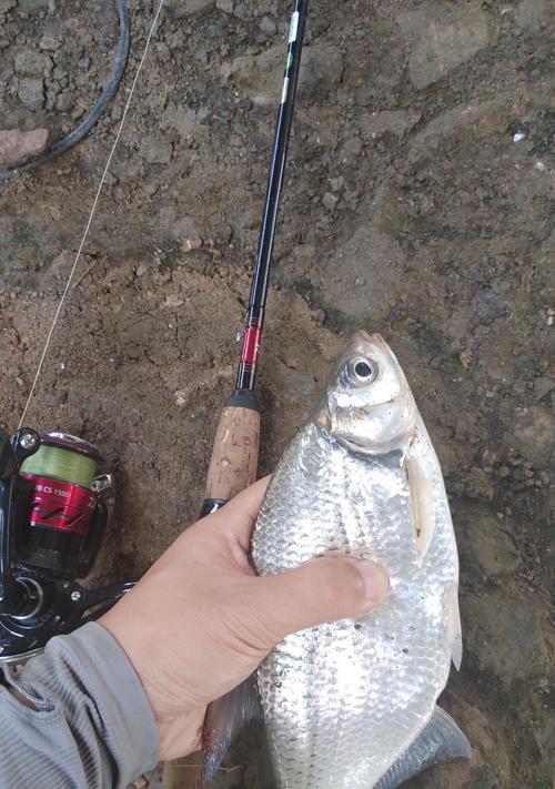 广东初夏咸淡水钓鱼技巧（探秘广东初夏咸淡水钓鱼的窍门和技巧）  第2张