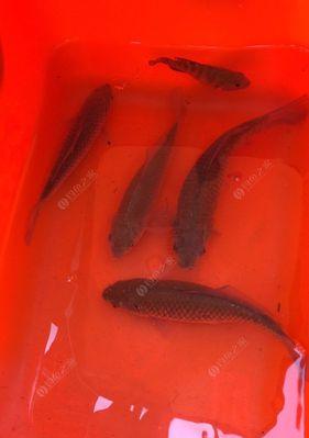 初夏野钓小河沟鲫鱼技巧（打造初夏钓鲫的绝佳选择——小河沟鲫鱼技巧）  第1张