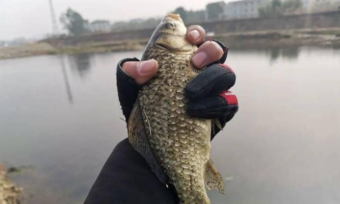 传统钓与台钓技巧的比较（究竟哪个更适合你？传统钓与台钓技巧的优缺点全面解析）  第2张