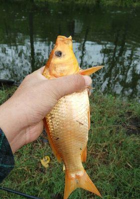 传统钓鲤鱼钓浮技巧（提升钓浮技巧，捕获丰富的鲤鱼资源）  第2张