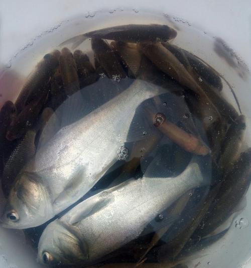 小水域鲫鱼钓技巧（传统技巧在野生鲫鱼钓中的应用）  第3张