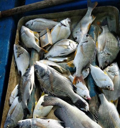 船钓黑鲷的方法与技巧（享受海上垂钓乐趣，掌握船钓黑鲷的关键技巧）  第1张
