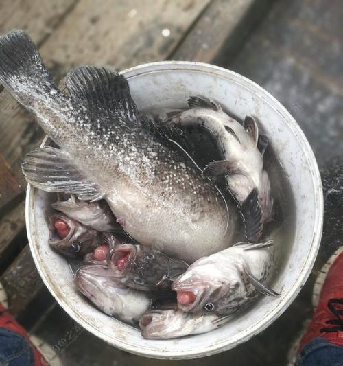 船钓沙尖鱼的方法和技巧（掌握这些技巧，让你的船钓沙尖鱼更加得心应手）  第2张