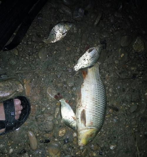 春季夜间钓鱼技巧选钓位和时间（提升钓鱼效果的关键诀窍）  第1张