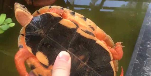春季浅塘垂钓的技巧（探寻春日塘边鱼群的窍门）  第1张