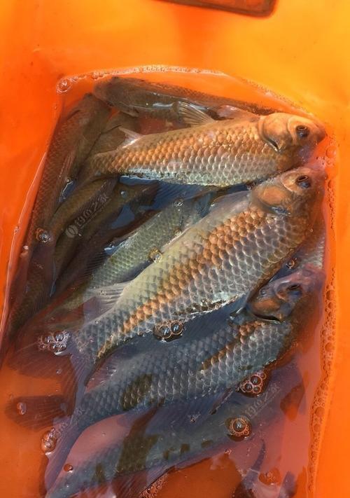 春末夜钓甲鱼的绝技（掌握这一技巧，让你钓甲鱼如鱼得水）  第3张