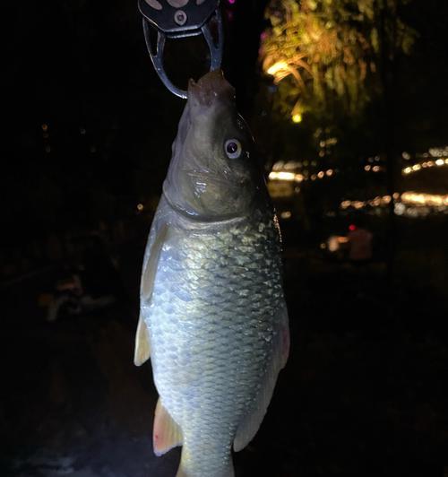 春夜钓鱼技巧（夜晚钓鱼的好时光，守候鱼儿的温暖春天）  第1张
