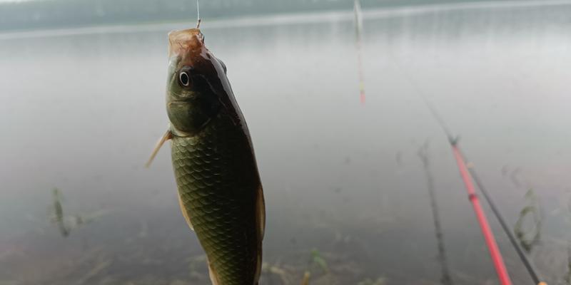 春天钓鱼打窝技巧（掌握春季钓鱼打窝的技巧，提高钓鱼效果）  第3张