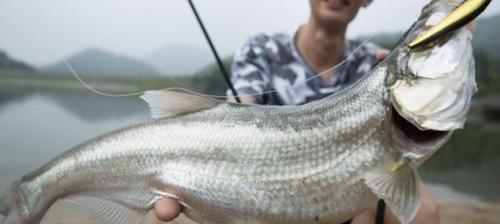 广西春天钓鱼技巧小知识（揭秘广西春季钓鱼技巧，助你收获满满的渔获）  第3张
