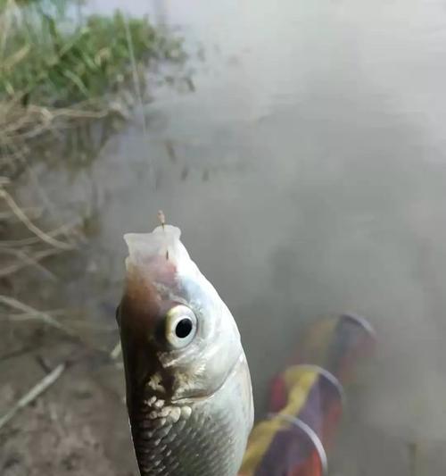 春天钓鱼水温技巧（水温对春季钓鱼的关键影响）  第1张