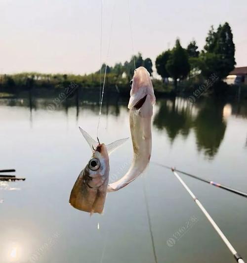 春天湖南钓鱼的技巧（湖南钓鱼技巧大揭秘，让你在春天钓到满满的收获！）  第3张