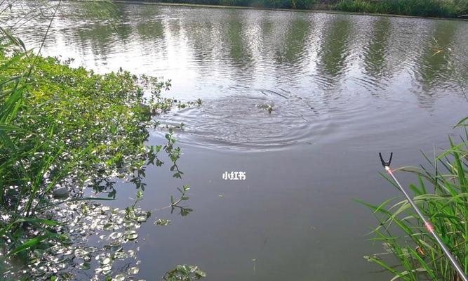 春天水草钓鱼的方法与技巧（探寻水草中的丰鱼乐园）  第3张