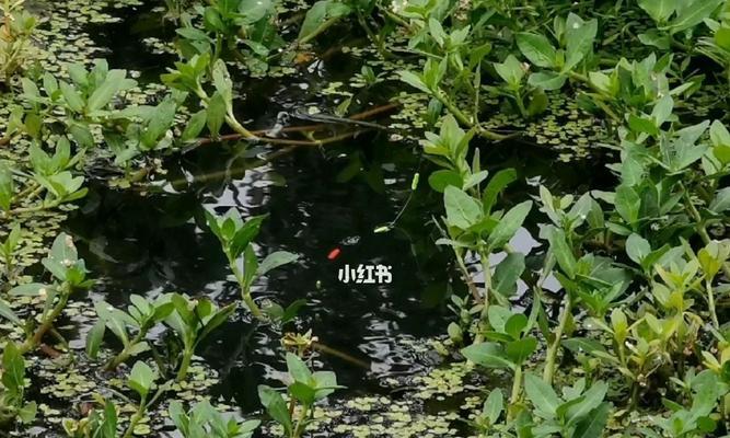 春天水草钓鱼的方法与技巧（探寻水草中的丰鱼乐园）  第1张