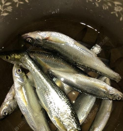 春天野钓鲫鱼白条的技巧（掌握钓点、饵料和钓法三个关键，成就高效钓获）  第1张