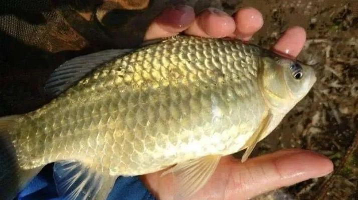 春天野钓鲫鱼的技巧与方法（掌握钓鲫鱼的诀窍，享受春日垂钓乐趣）  第2张