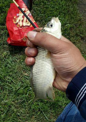 春天野塘钓鲫鱼的技巧（掌握打窝技巧提升钓鱼效果）  第2张
