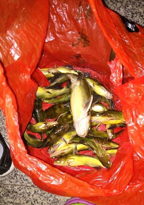 春夜钓嘎鱼技巧（揭秘春天夜晚嘎鱼钓法，让你收获满满）  第2张