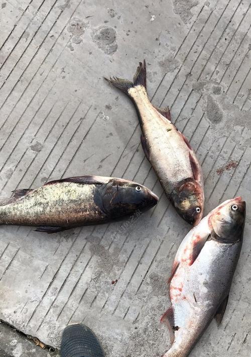 钓白鲢浮漂技巧（掌握浮漂钓白鲢的窍门）  第3张