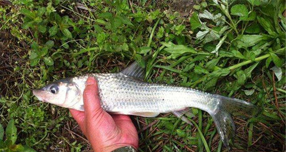 浮钓双钩红虫饵的技巧与方法（掌握这一关键，提高钓鱼成功率）  第1张