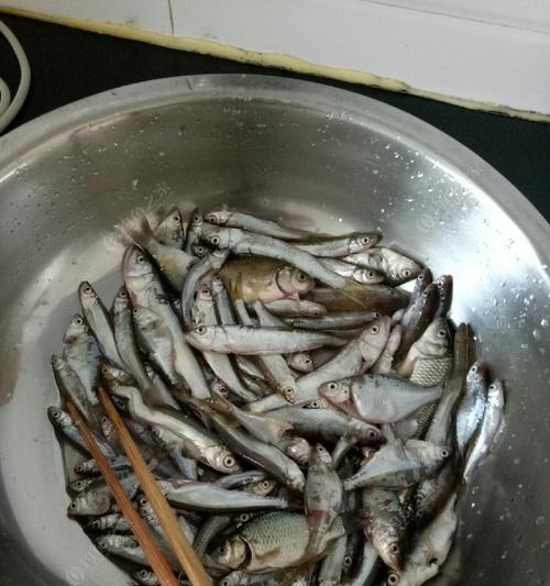 钓浮拉白条的正确方法和技巧（掌握关键技术，轻松钓到大鱼）  第3张