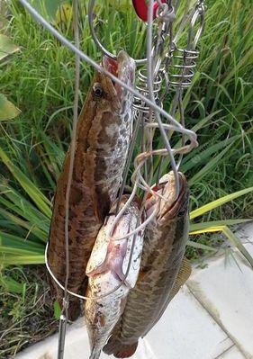 钓黑鱼活鱼饵挂钩技巧（掌握鱼饵挂钩技巧，提高钓黑鱼成功率）  第2张