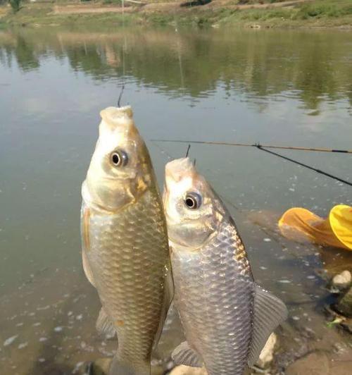 钓鲫鱼调漂浮水的技巧与方法（掌握调漂浮水，提升钓鲫鱼成功率）  第1张