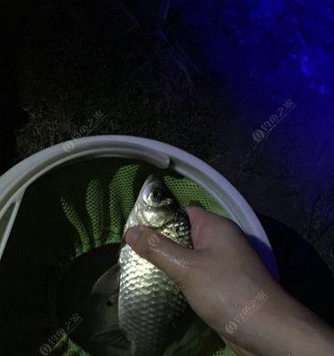 冬季夜钓鲫鱼的技巧（寒冷季节下，成功夜钓鲫鱼的窍门）  第1张