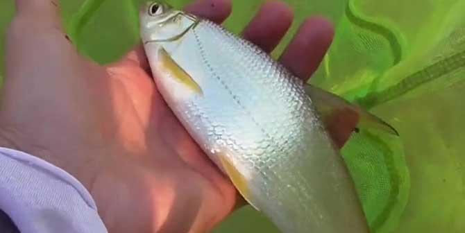 钓鲤鱼浮钓的技巧（轻松掌握，高效捕获，成为钓鲤高手！）  第2张