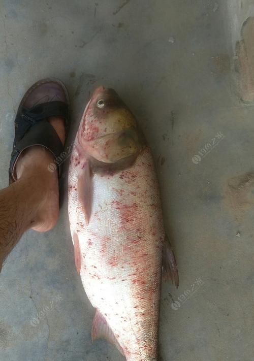 钓鲢鳙浮漂上浮技巧（掌握浮漂上浮的技巧，提高钓鲢鳙的成功率）  第3张