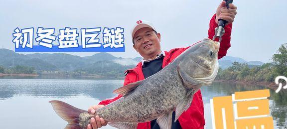 钓浮之道——钓鲢鳙技巧（掌握技巧，轻松钓上美味的鲢鳙鱼）  第1张